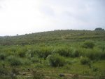 IMG_0211.jpg