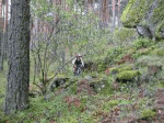 Felix.gif