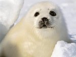 foca-arpa-bebe.jpg