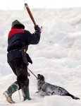 spotty-seal.jpe