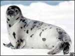 _41486182_sealap203b.jpe