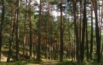 bosc.jpg