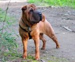 sharpei01.jpg