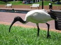 120px-AustralianWhiteIbis_gobeirne.jpg