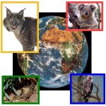 panimal.jpg