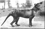 tigre-tasmania.jpg