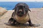 foca-bebe.jpg