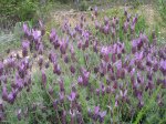 DSC03393.JPG