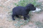 blacky 2-1.JPG