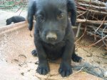 blacky 3-1.JPG