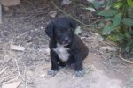 chipper-1.JPG