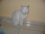 pitu2.jpg