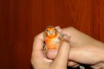 canario macho 2.JPG