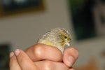 canaria hembra pico pequeÃ±o 2.JPG