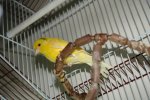 canario macho amarillo.JPG
