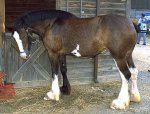 Clydesdale_horse.jpg