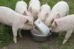 MW%20Weaners.jpg