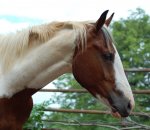 Paint_Profile_by_SalsolaStock.jpe