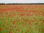 amapolas3p.JPG