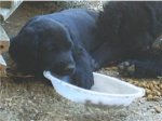 blacky jugando.jpg