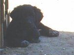 chipper a la sombra.jpg