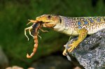39-lagarto.jpg