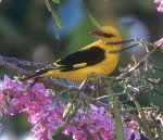 oropendola07.JPG