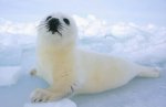 fotos-animales-focas.jpg