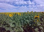 girasoles.jpg
