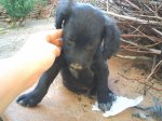 CHIKI_2.JPG