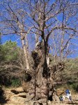 arbol2_0958.jpg