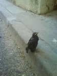 DSC00007.jpg