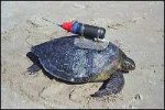 crittercam2.jpg