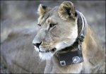 lion-postcard.jpg
