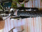 DSC00196.jpg