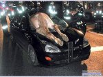 Atropello de caballo.JPG