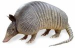 Armadillo%5B1%5D.JPG