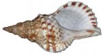 caracola.jpg