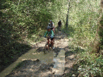 Basses 31.gif