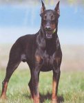 doberman3[1].jpg