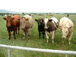 vacas_nodeimage.jpg