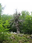 IMG_5298.JPG