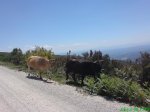 DSC00802.jpg