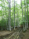 bosques irati.jpg