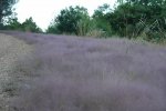 marroxo 1.jpg