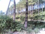 domingo20-07-2008 001.jpg