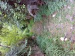 26072008065.jpg
