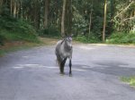 el camino del norte 148.JPG