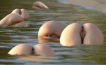 Meduse[1].jpg