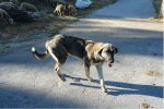 perrita de mastÃ­n en Manzaneda pueblo.jpg